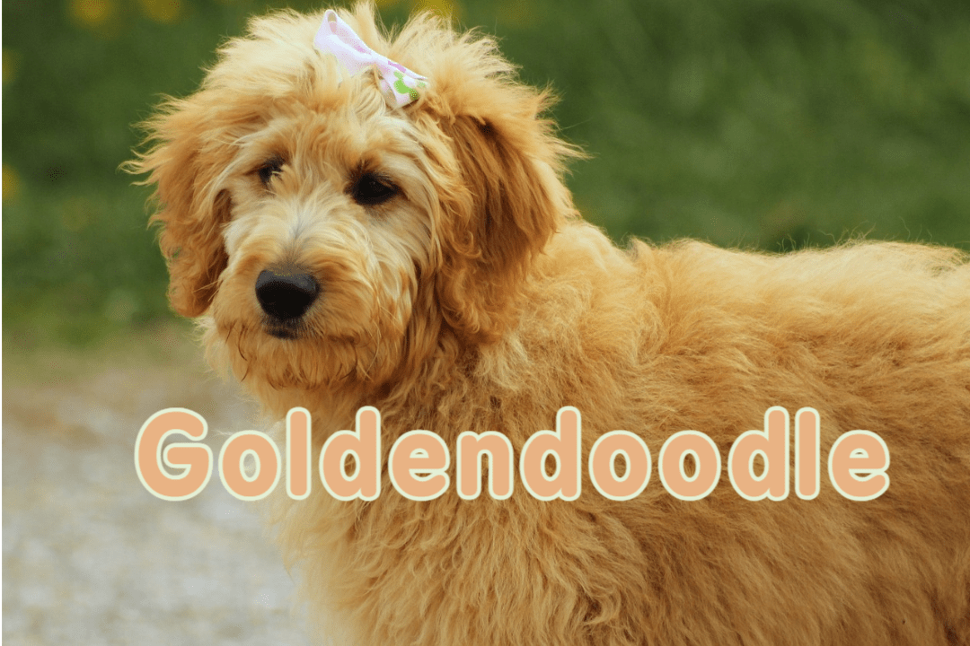 [품종 별 건강 문제]골든두들(Goldendoodle)