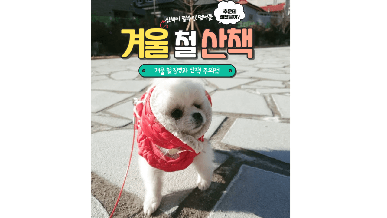 날씨도 추운데 산책 괜찮을까? : 겨울 철 걸리기 쉬운 질병과 산책 온도 정리
