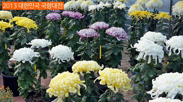 [함평국화축제] 대국전시관에서 분재전시관까지 이모저모 (3편) (추천여행지)