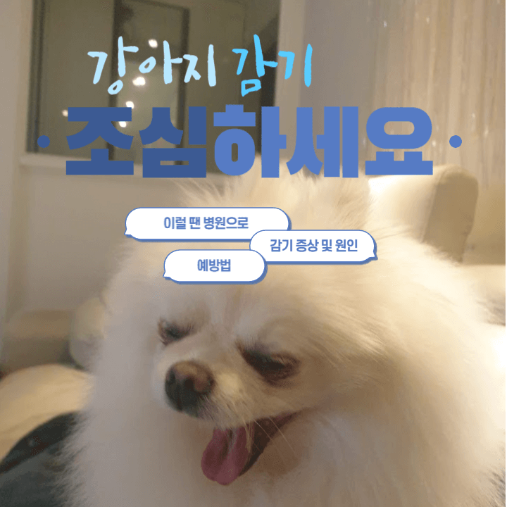 강아지도 감기에 걸려요 : 이렇게 해주세요!
