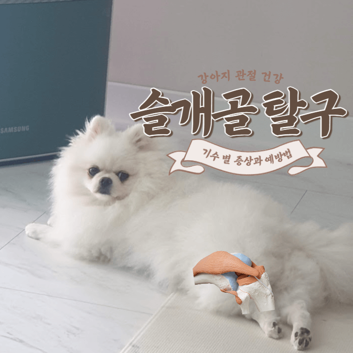 강아지 관절 건강 : 슬개골 탈구에서 자유로워지려면?