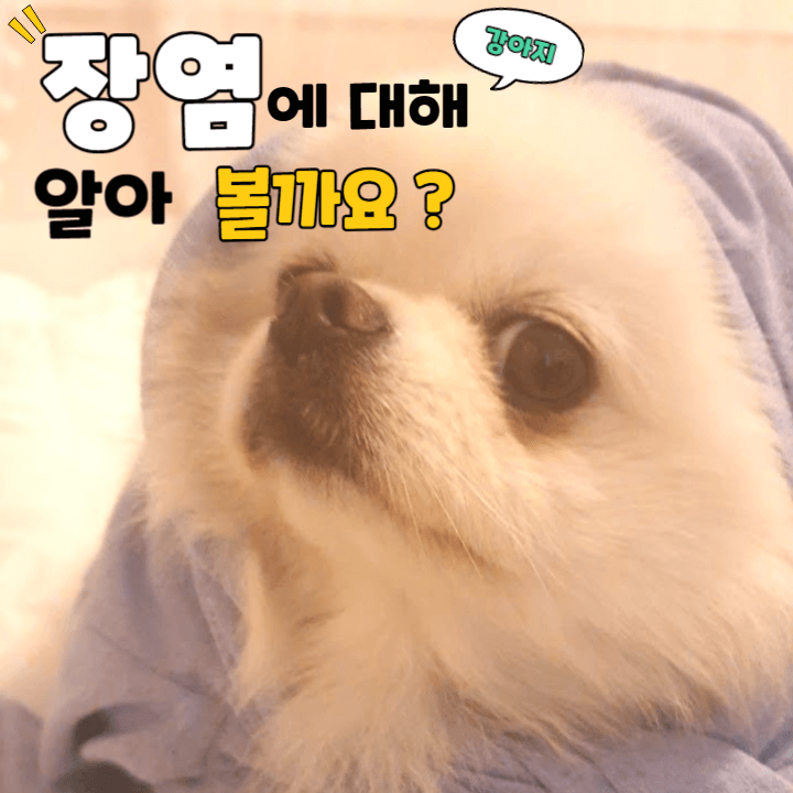 강아지 장염 증상 : 이럴 땐 꼭 병원에 가세요!