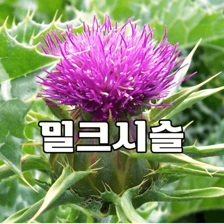 피로는 간 때문이라 챙겨 먹는 밀크시슬