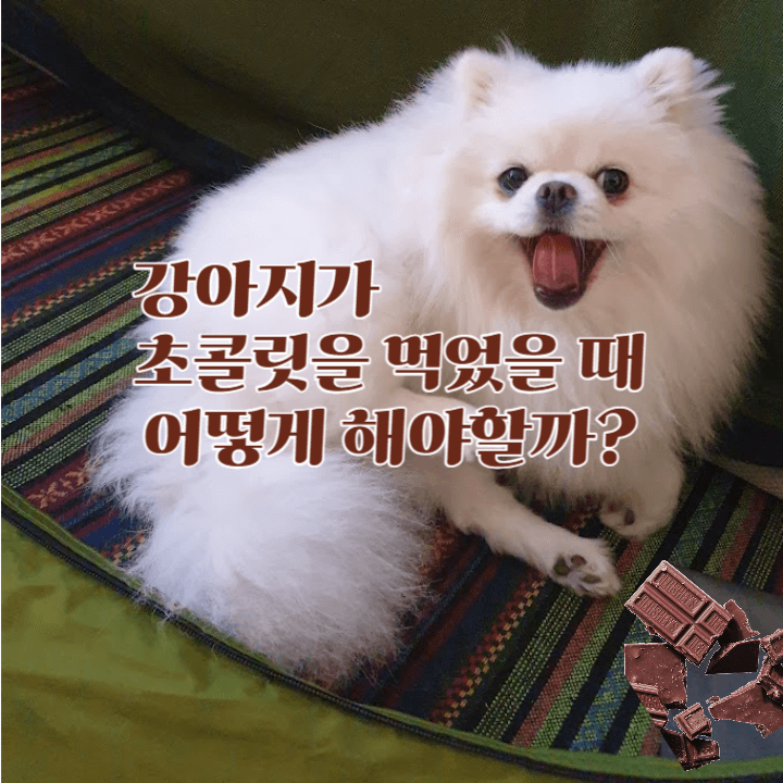 강아지가 초콜릿을 먹었을 때 : 이렇게 해 주세요!