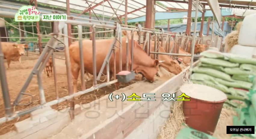 귀염뽕짱 원정대 홍천 여름휴가 계곡, 퀴즈대결