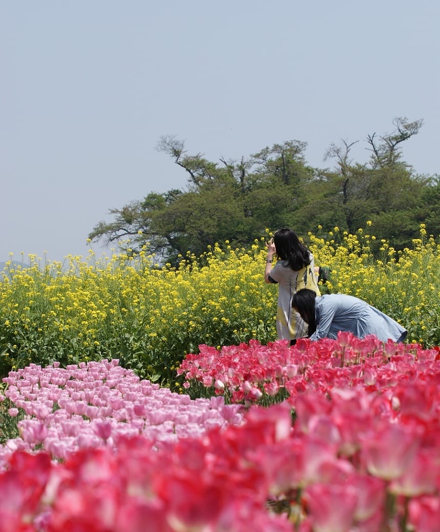 [봄꽃축제] 8만송이 튤립의 향연 경남 남해 《장평소류지》