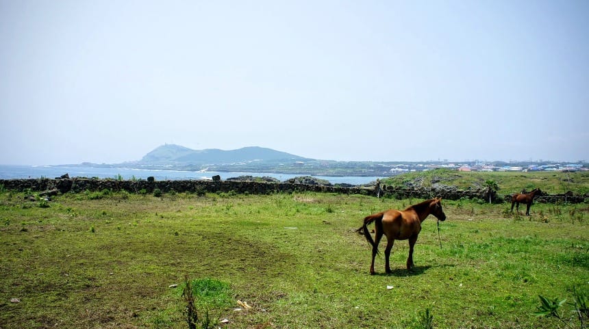 [제주] 제주 하면 연상되는 ‘제주도 조랑말’
