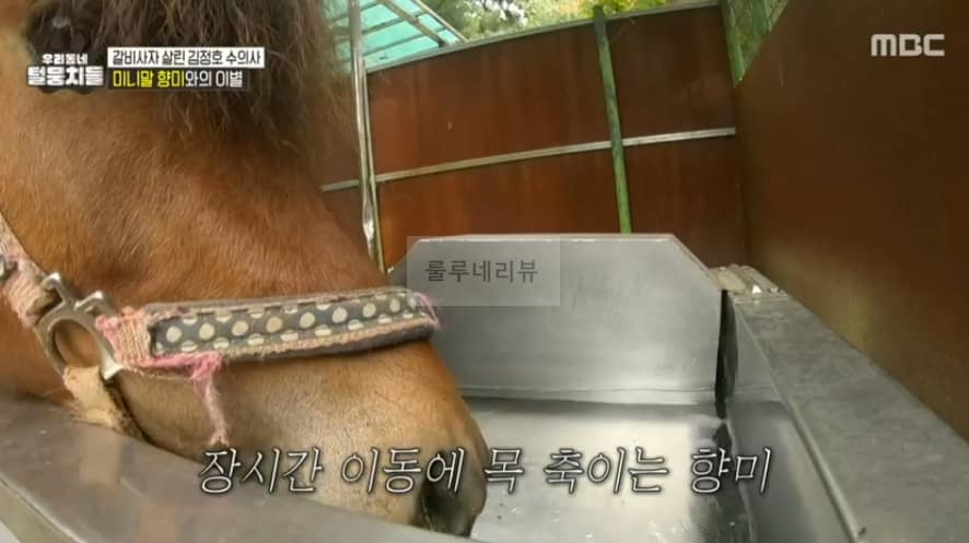 우리동네 털뭉치들 미니말 향미 간 동물원 어디? 갈비사자 살린 김정호 수의사