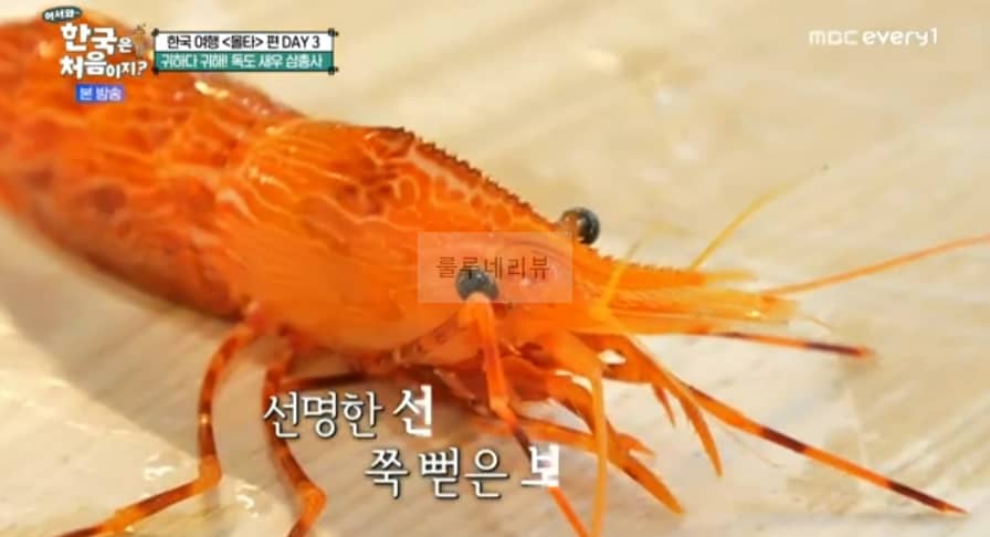 한국은 처음이지 독도 새우 삼총사 먹은 식당 어디? 어서와 울릉도 귀하다 귀해 독도새우 파는 곳