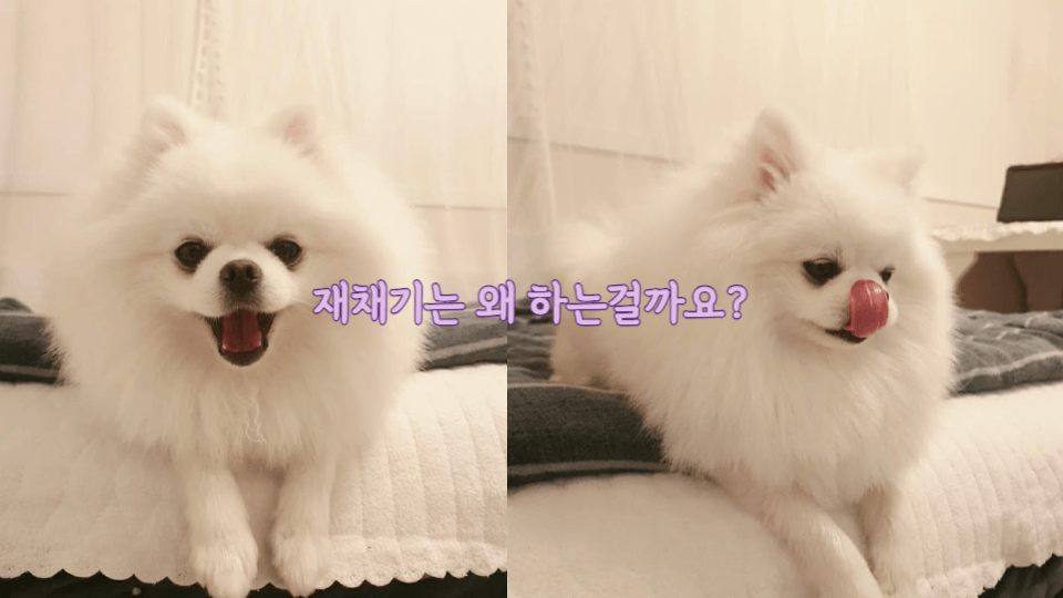 강아지는 왜 재채기를 할까요?